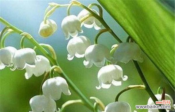 探究铃兰花的象征意义与文化背景 铃兰的花语与寓意