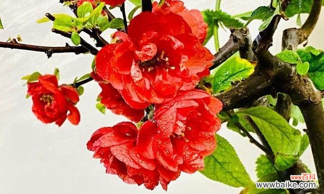 深入了解海棠花的意义和象征 探秘海棠花花语及寓意