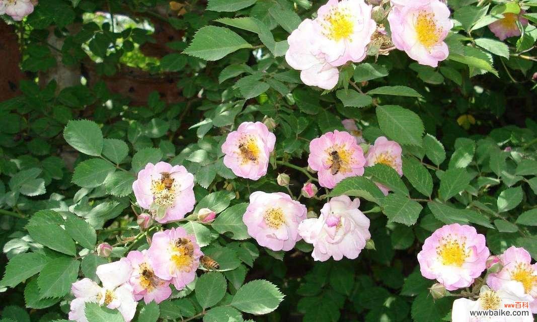 探索蔷薇花的多面性 蔷薇花的花语和寓意