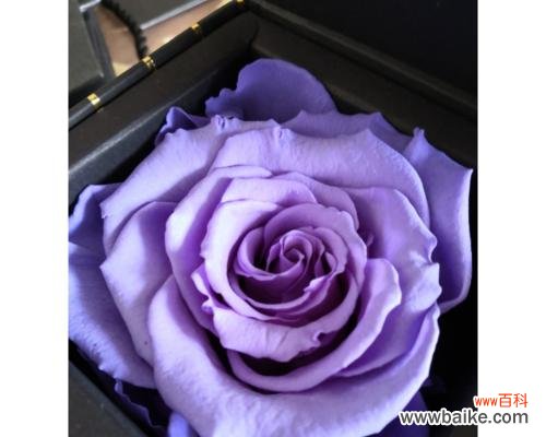 探索紫色花瓣背后的深刻寓意 紫玫瑰花语解读