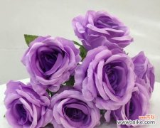 探索紫色花瓣背后的深刻寓意 紫玫瑰花语解读