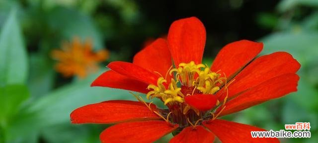 寓意丰富的花卉，想知道它们代表什么吗？ 百日菊的花语