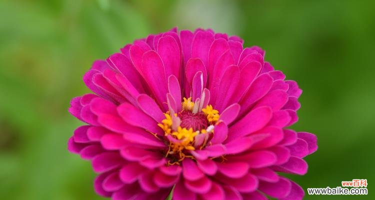 寓意丰富的花卉，想知道它们代表什么吗？ 百日菊的花语