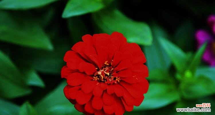 寓意丰富的花卉，想知道它们代表什么吗？ 百日菊的花语