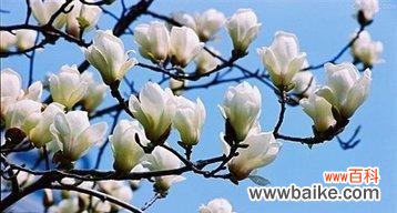 探寻白玉兰的花语与魅力 白玉兰——美丽的坚强