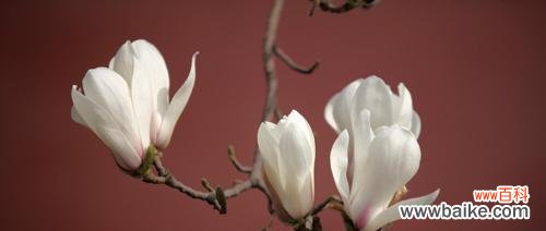 探寻白玉兰的花语与魅力 白玉兰——美丽的坚强