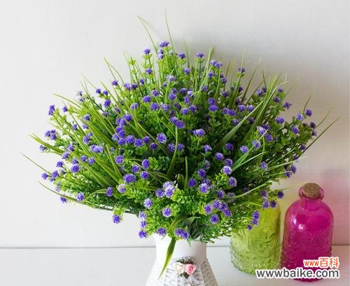 解读满天星花海中的秘密 满天星的含义及象征意义探索