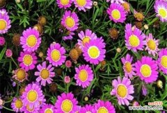 用花语传递爱与祝福的魅力 探寻玛格丽特花语之美