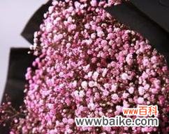 星光点点 满天星花语探秘