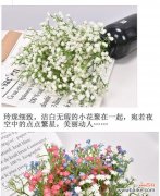 一朵小花蕴含的祝福之语 满天星的花语