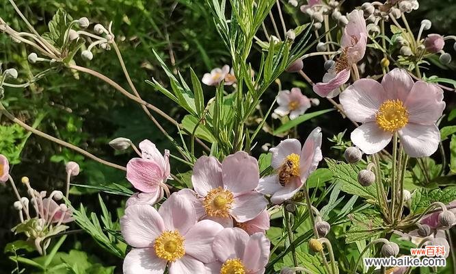 插棉花在花语中代表什么？