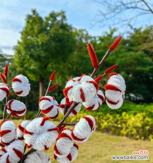 插棉花在花语中代表什么？