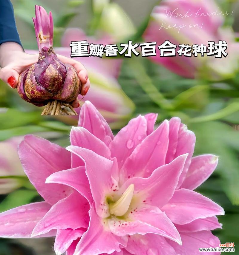 爱笑的百合花代表什么情感？