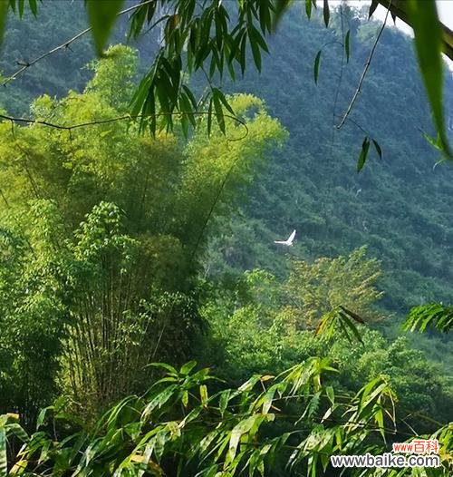 水稻落谷什么意思？水稻种植中的落谷阶段有何含义？