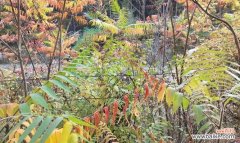 水稻落谷什么意思？水稻种植中的落谷阶段有何含义？