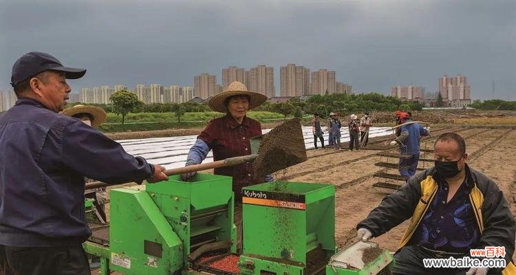 水稻落谷什么意思？水稻种植中的落谷阶段有何含义？