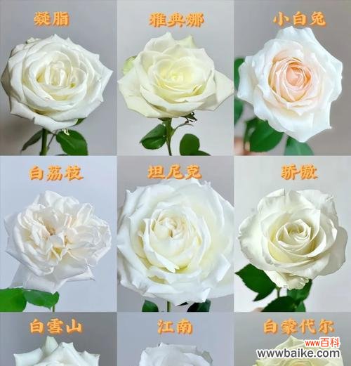 茉莉花与白玫瑰相似之处是什么？各自花语有何不同？