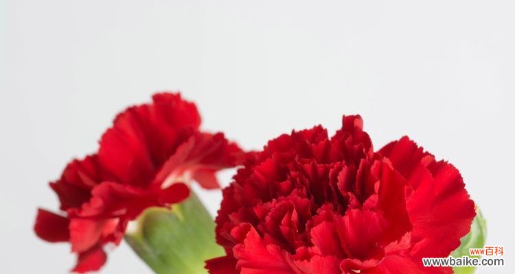 送康乃馨给母亲有何特殊含义?它传递了怎样的情感?