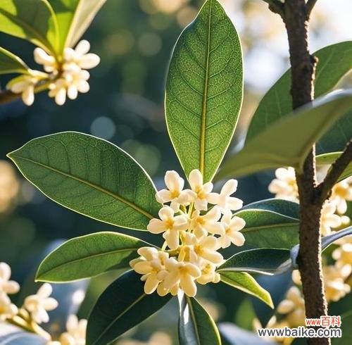 桂花的清香通常象征着什么?