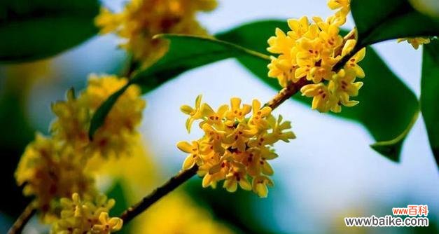 桂花的清香通常象征着什么?