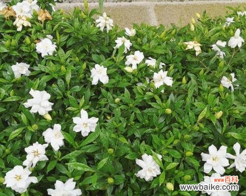 寓意好庭院花卉的名字有哪些?哪些花卉适合种植在庭院中?