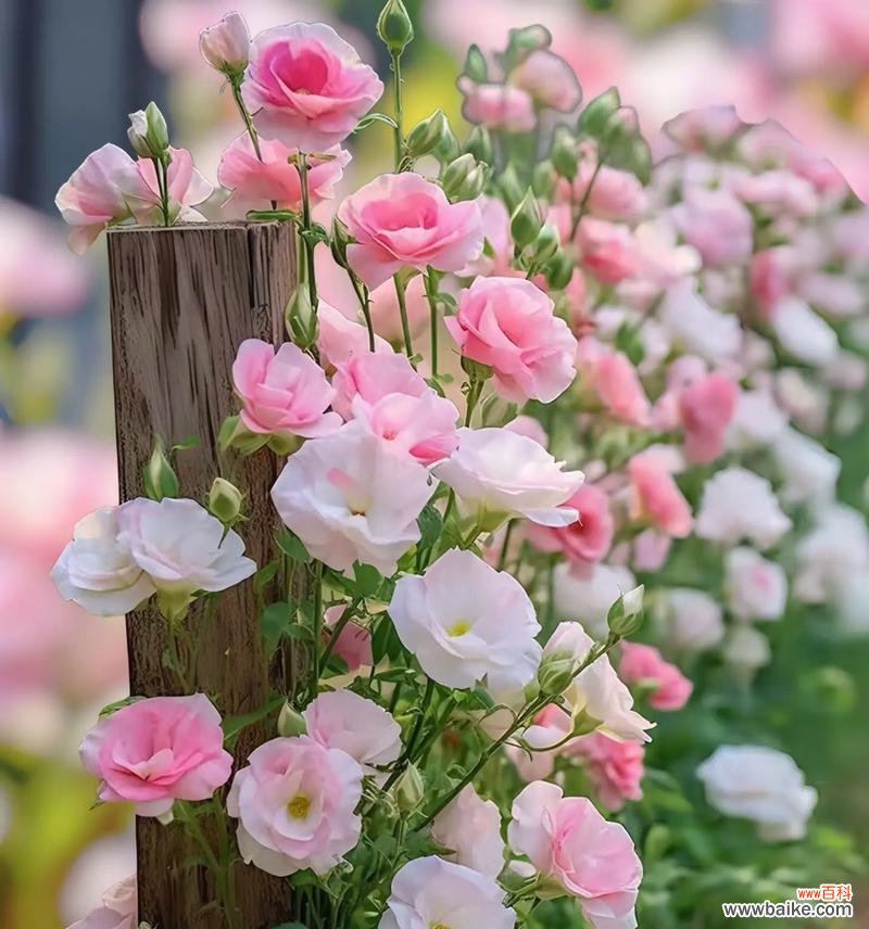 寓意好庭院花卉的名字有哪些?哪些花卉适合种植在庭院中?