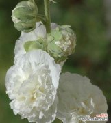 雨中白色的玫瑰花代表什么？康奶馨的花语又是什么？