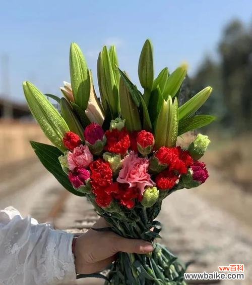 从深红到浅粉，不同色调传达的情感你知道吗？ 解析康乃馨不同颜色的含义