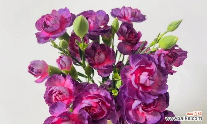 从深红到浅粉，不同色调传达的情感你知道吗？ 解析康乃馨不同颜色的含义