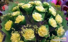 从深红到浅粉，不同色调传达的情感你知道吗？ 解析康乃馨不同颜色的含义