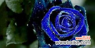 揭秘花色奇特的蓝色玫瑰花 蓝色玫瑰花的花语
