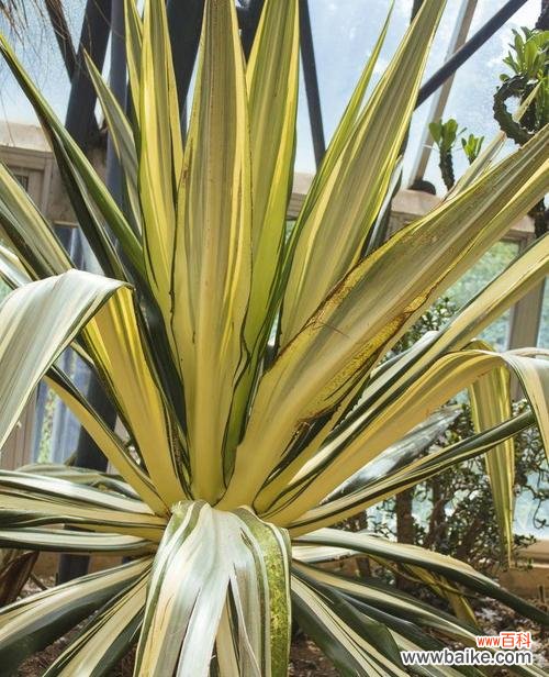 探索龙舌兰花语的含义，了解它背后的秘密 解读龙舌兰的花语