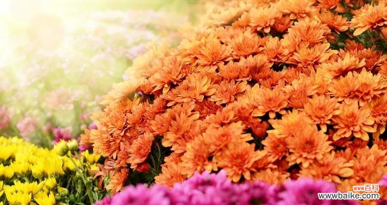 从爱情到忠诚，解读菊花的多重含义 菊花代表的花语及文化内涵