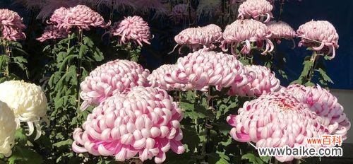 从爱情到忠诚，解读菊花的多重含义 菊花代表的花语及文化内涵