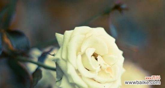 探寻白蔷薇的深刻内涵 白蔷薇的花语