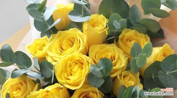 探究黄色玫瑰的花语及文化内涵 黄色玫瑰的象征意义
