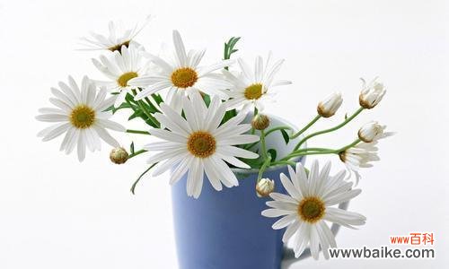 祝福、纯洁、爱情 白色雏菊的花语