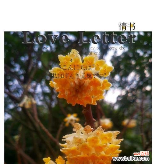 探寻打结花的五彩花语 打结花的花语