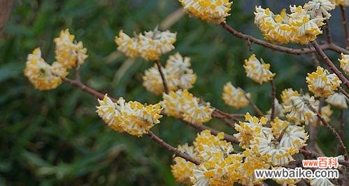 探寻打结花的五彩花语 打结花的花语