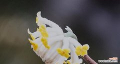 探寻打结花的五彩花语 打结花的花语