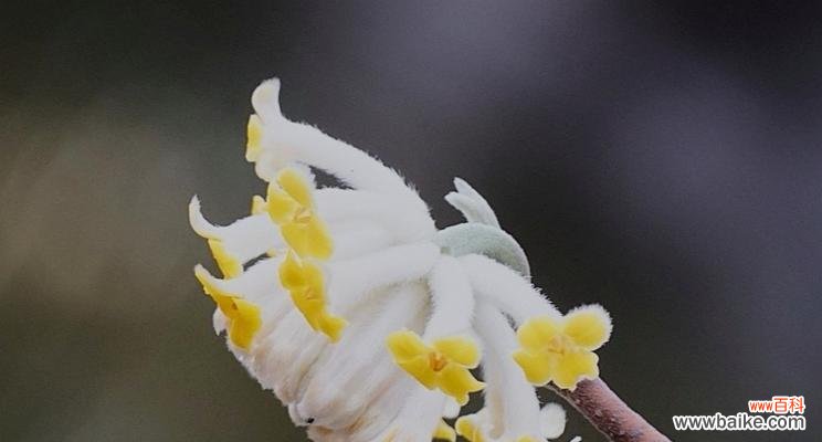 探寻打结花的五彩花语 打结花的花语