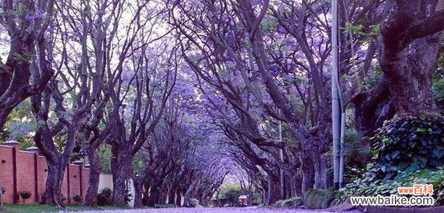 探寻蓝花楹的深意，传承花神的传说 蓝花楹的花语与寓意