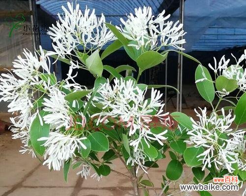 揭秘流苏花的八个花语,让你更懂花语 流苏花的花语是什么