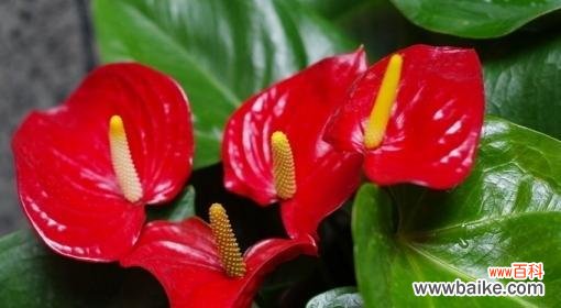 燃情绽放，传递喜悦 花语大观——火鹤花