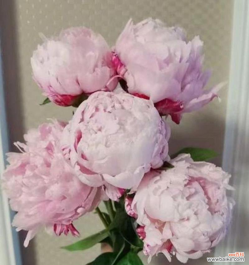 探寻芍药的深层意义和文化内涵 芍药花语大揭秘