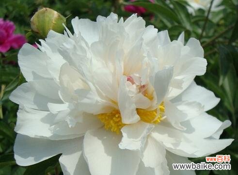 探寻芍药的深层意义和文化内涵 芍药花语大揭秘