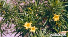 探寻夹竹桃的深层含义 夹竹桃之花语与寓意