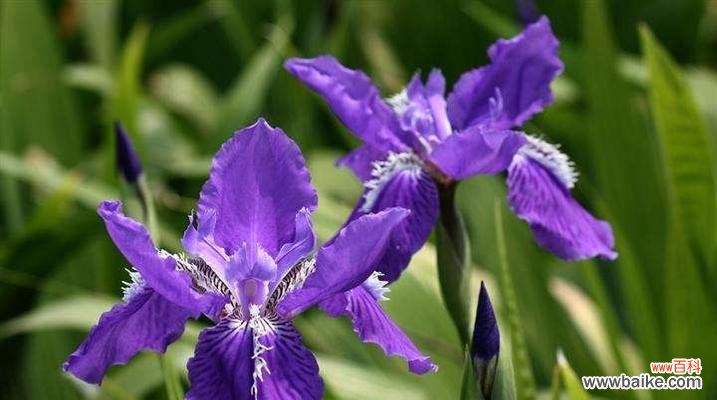 发现隐藏在花海中的美丽花朵和它们的独特意义 探寻花海深处的冷门好听花名花语