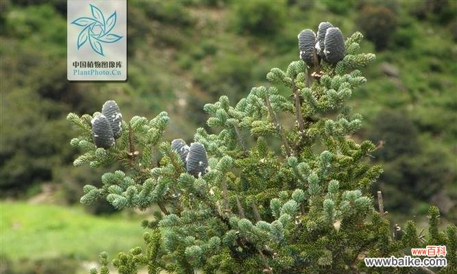 探索冷杉的寓意与象征 冷杉