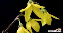 寓意丰富的连翘花 连翘花的花语与寓意